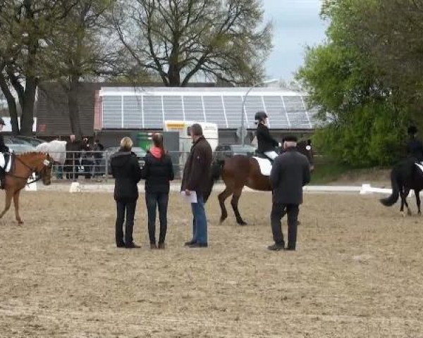 dressage horse Promise Flash (New Forest Pony, 1995, from Jasper 210)