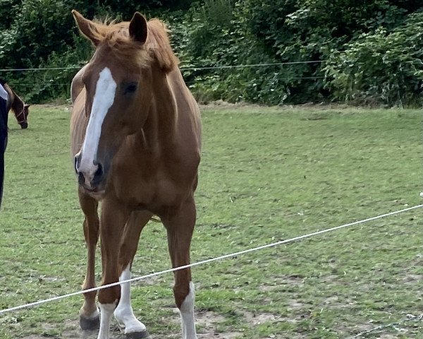 jumper Rugby 52 (Trakehner, 2003, from Ovid)