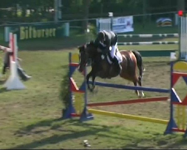 Springpferd Silbermond 10 (Holsteiner, 2002, von Contender) Springpferd Silbermond 10 (Holsteiner, 2002, von Contender)