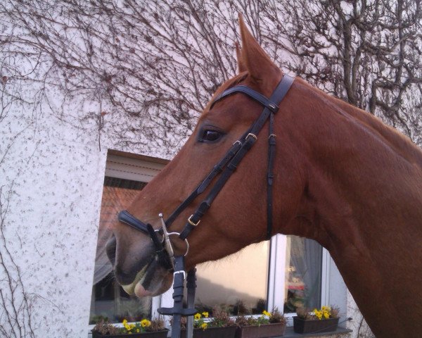 Springpferd Riccy 2 (Westfale, 2008, von Riccio)