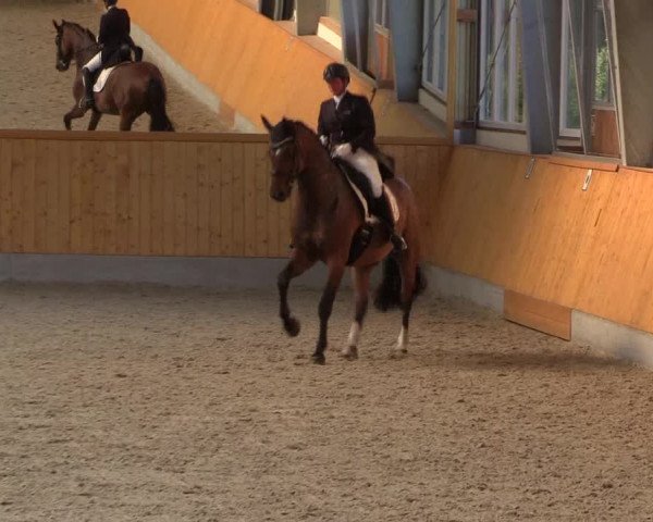 Reitturnier Münster-Amelsbüren 2022