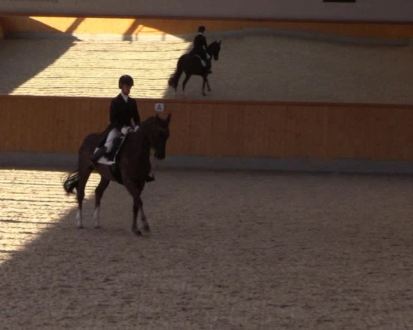 Reitturnier Münster-Amelsbüren 2022