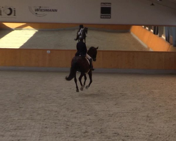 Reitturnier Münster-Amelsbüren 2022