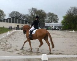 dressage horse Locksly IV (Hanoverian, 2004, from Londonderry)