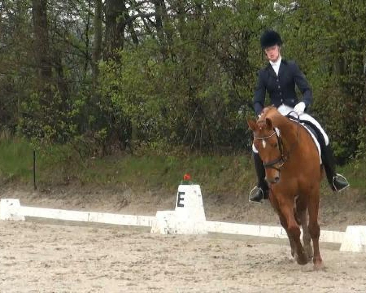 dressage horse Rossinio (Oldenburg, 2001, from Rubinstein I)