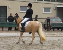 dressage horse Dallas 33 (unknown, 1995)