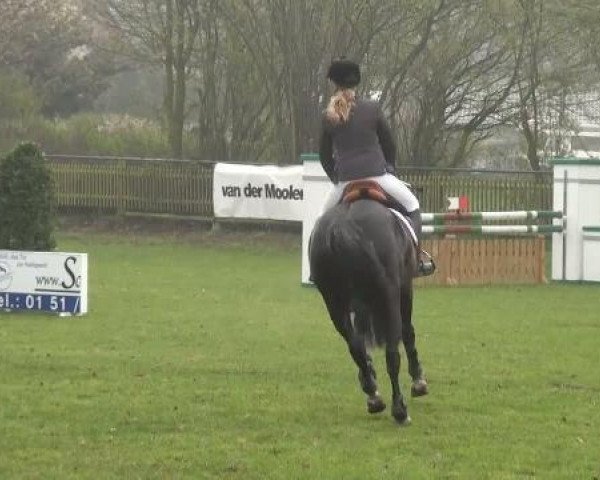 jumper Penelope (Hessian Warmblood, 2004, from Piano II)