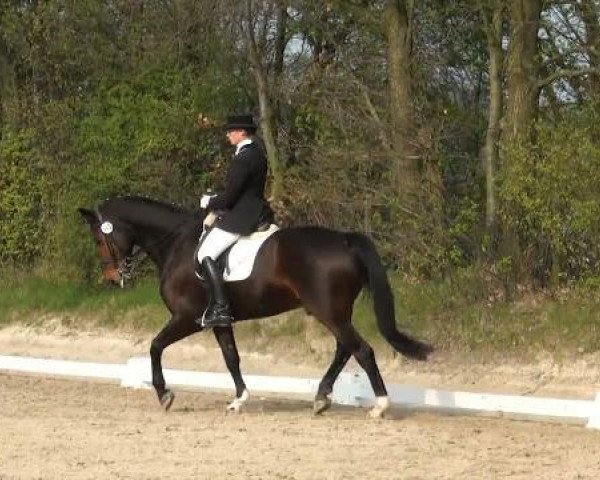 dressage horse Churchill 34 (Rhinelander, 2001, from Cordino)