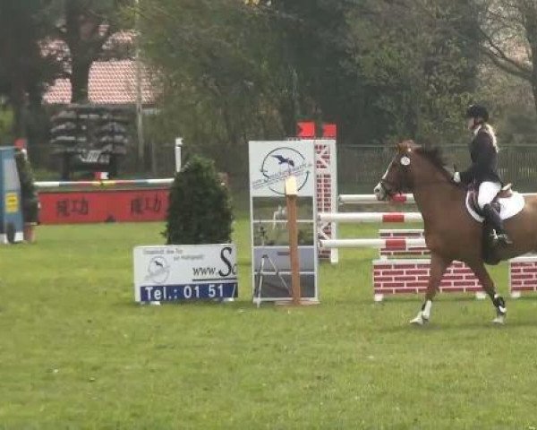 Springpferd Talismann 88 (Rheinländer, 1999, von Tetworth Crimson Lake)
