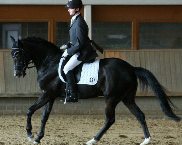 Dressurpferd Venetto OS (Deutsches Reitpony, 2002, von Valido)