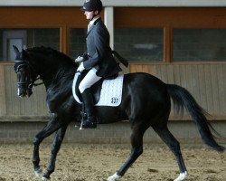 dressage horse Venetto OS (German Riding Pony, 2002, from Valido)