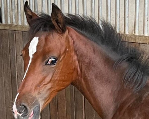 broodmare Dara DG (German Riding Pony, 2022, from Reitland's Diamonds Gold)