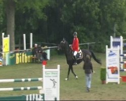 broodmare Carlina 11 (Holsteiner, 2000, from Contender)