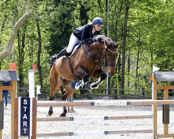 jumper Norbert 59 (Holsteiner, 2012, from Numero Uno)
