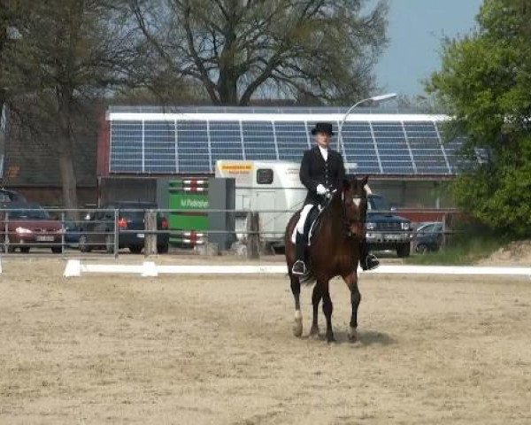 dressage horse Riccardo (Rhinelander, 1998, from Rombach)