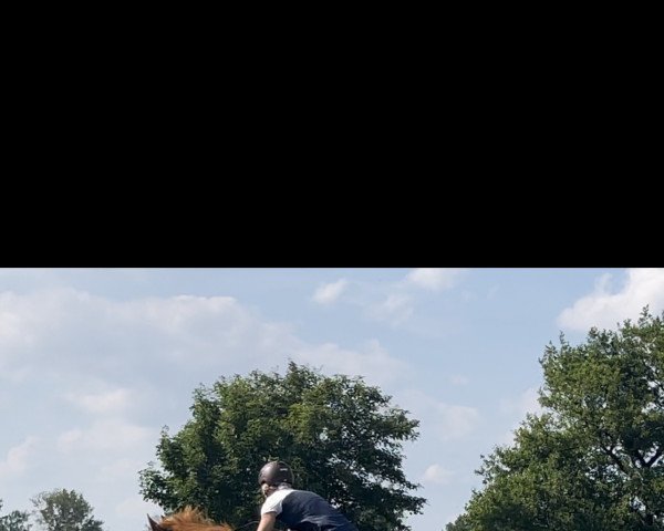 horse Ninjaro (German Warmblood, 2014, from Ninjo)