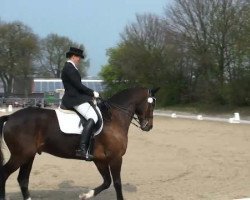 dressage horse Che Guewara (Rhinelander, 2002, from Cordino)
