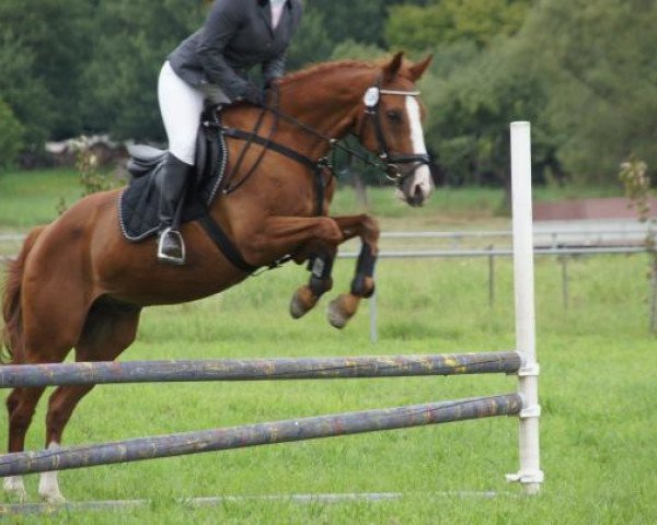 dressage horse Maxwell (Saxony-Anhaltiner, 1991, from Marcello xx 2790)