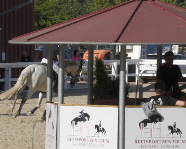 Reitturnier Gundelfingen 2022