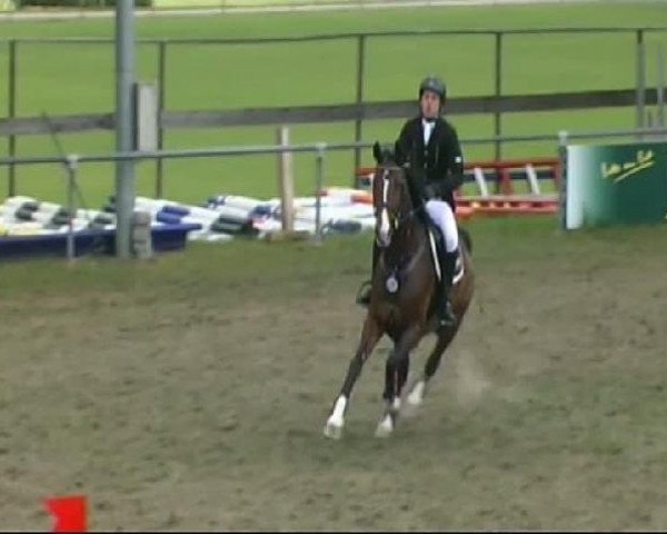 jumper Charnel (Hanoverian, 2002, from Contendro I) jumper Charnel (Hanoverian, 2002, from Contendro I)
