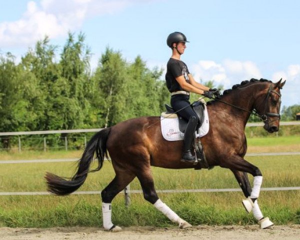 Zuchtstute Ophelia (KWPN (Niederländisches Warmblut), 2019, von Erdinger) Zuchtstute Ophelia (KWPN (Niederländisches Warmblut), 2019, von Erdinger)