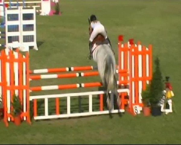 Springpferd Cruising del Arpa (Irish Sport Horse, 1999, von Cruising)