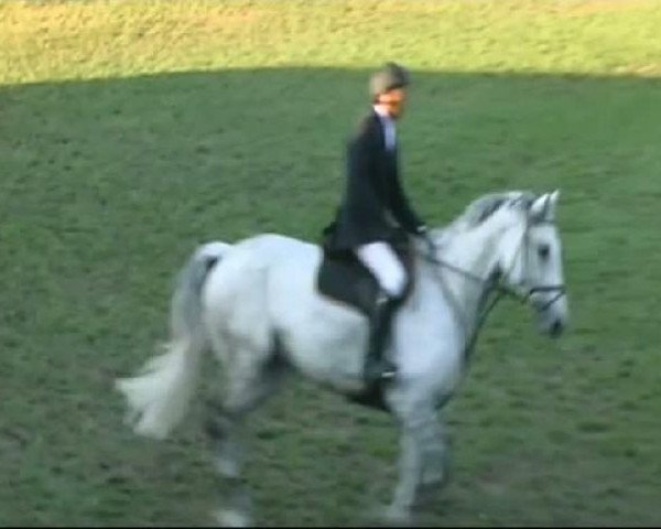 jumper Lapacho 2 (Württemberger, 1998, from Le Champion)