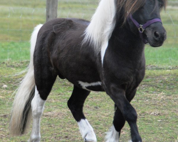stallion Komet vom Kellerberg (Shetland Pony, 1997, from Krümel) stallion Komet vom Kellerberg (Shetland Pony, 1997, from Krümel)