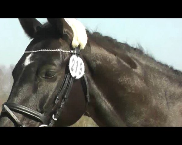 jumper Goslar (German Sport Horse, 2006, from Moosbachhofs Goldwing)