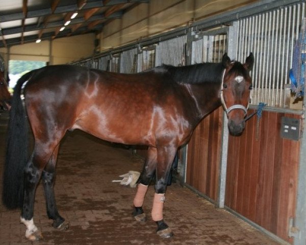 dressage horse Winnetou (Hanoverian, 1999, from Wanderbursch I)