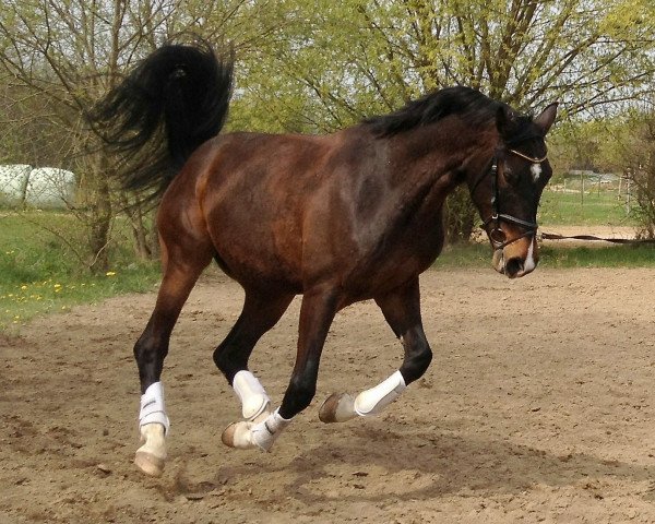 dressage horse Simply Sir (Württemberger, 2008, from Sir Oldenburg)
