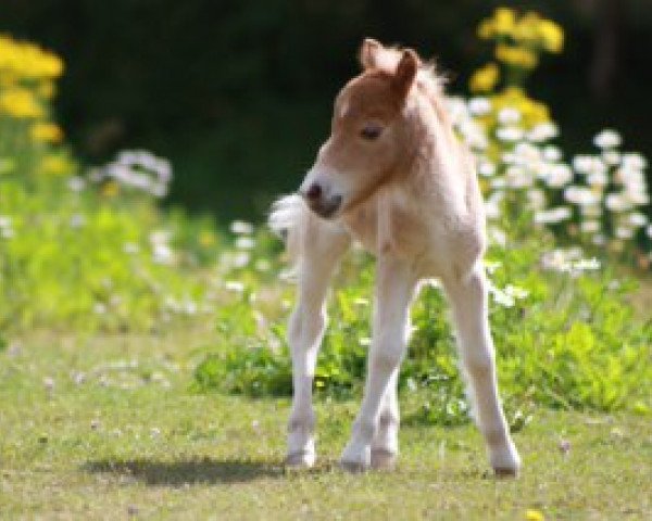 broodmare Lucy von der Gerlingermühle (Shetland pony (under 87 cm), 2010, from Zanebono Vacare)