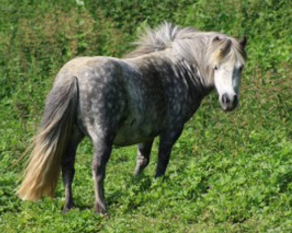 Zuchtstute Weshorns Klea (Shetland Pony (unter 87 cm), 2005, von Harvey) Zuchtstute Weshorns Klea (Shetland Pony (unter 87 cm), 2005, von Harvey)