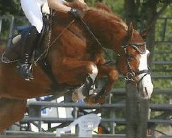 broodmare West Minster III (Austrian Warmblood, 2003, from Carlando I)