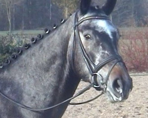 dressage horse Ray Ban S (Oldenburg, 2007, from Royal Diamond)