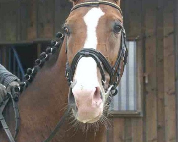 horse Santa Dinaro (Westphalian, 2005, from Santa Cruz)