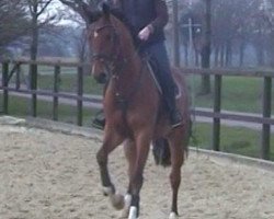 jumper Cordino 36 (Westphalian, 2007, from Cordobes I)