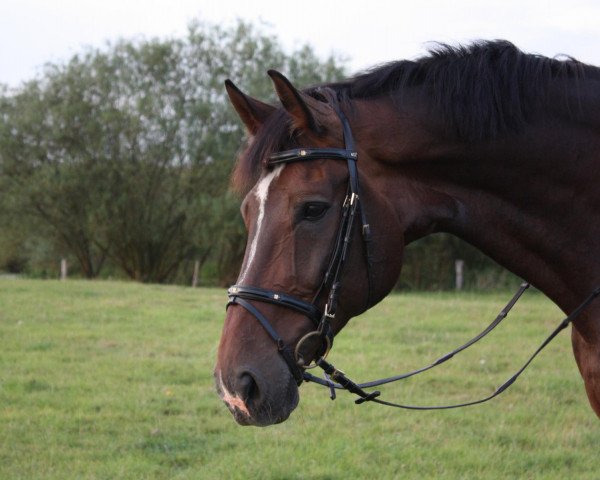 dressage horse Arrigo 4 (Westphalian, 1995, from Artwig)