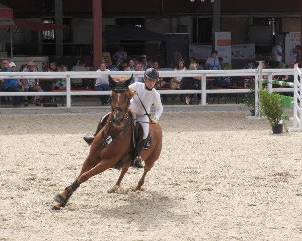 Reitturnier Gundelfingen 2022
