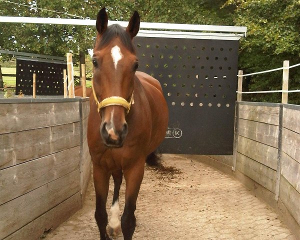 Springpferd Dragon 85 (Sachsen-Anhaltiner, 2002, von Drakdream)