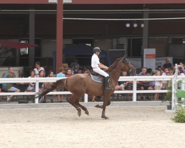 Reitturnier Gundelfingen 2022