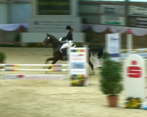 Springpferd Evita 373 (Westfale, 2005, von Laureus NRW)