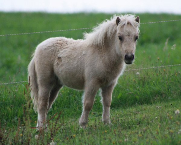horse Uwita von Bertringa (Shetland pony (under 87 cm), 2011, from Wake up van de Zandhoven)