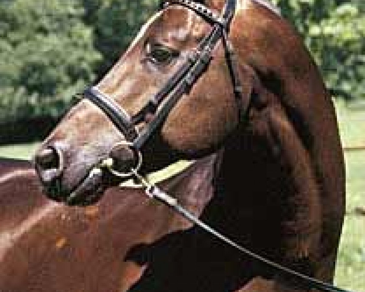 stallion Le Duc (Trakehner, 1990, from Anduc)