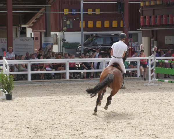 Reitturnier Gundelfingen 2022