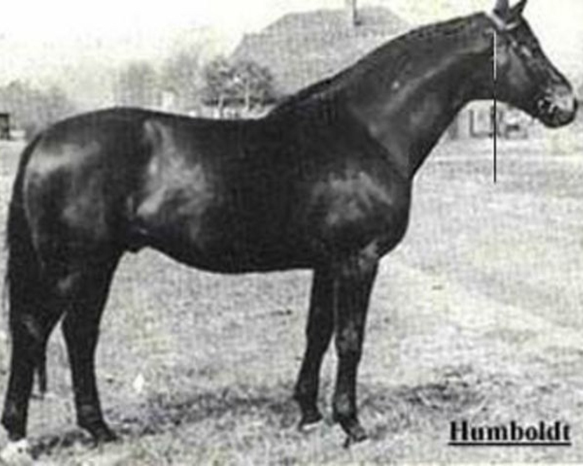 Deckhengst Humboldt (Trakehner, 1942, von Hutten 3845)