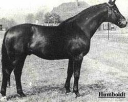 stallion Humboldt (Trakehner, 1942, from Hutten 3845)