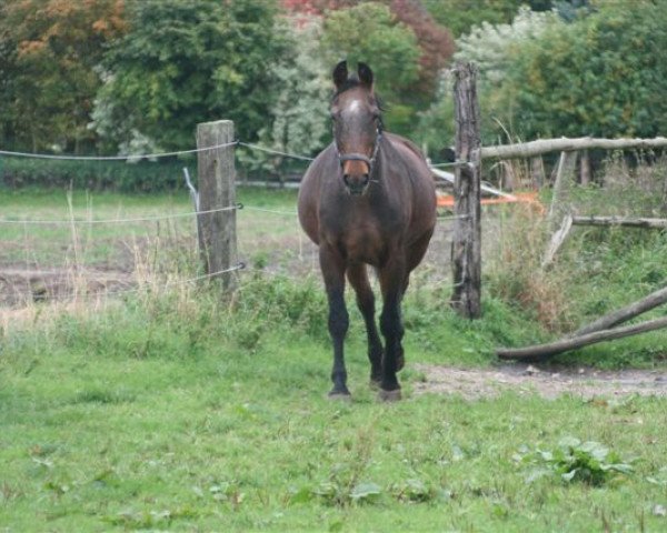 broodmare Grandissima (Hanoverian, 1983, from Grandissimo)