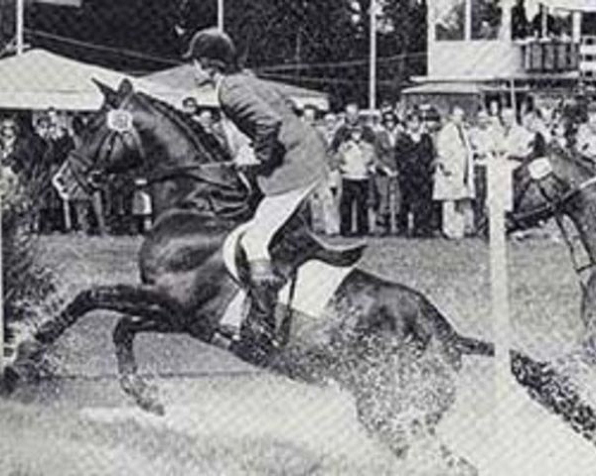 Deckhengst Tuemmler (Trakehner, 1972, von Heros)