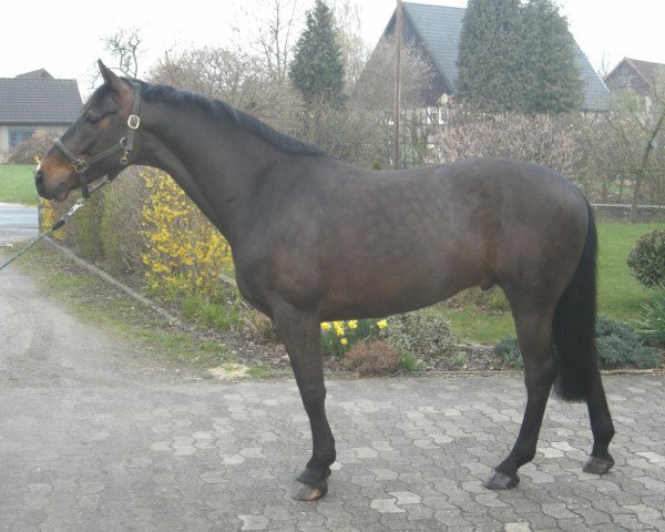 jumper Leandro S (Westphalian, 2003, from Leardo)